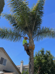 Read more about the article Meet JP, Owner of JP’s Palms Trimming in Tracy
